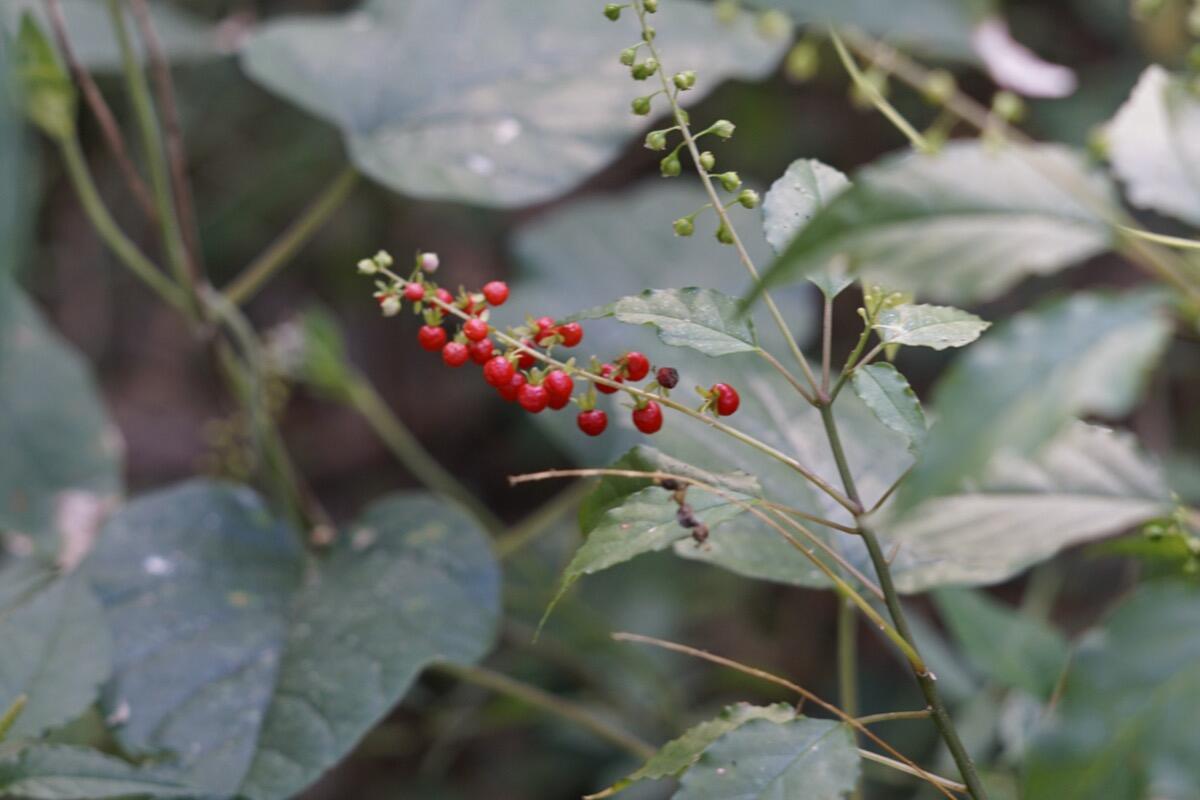 plantes indigènes