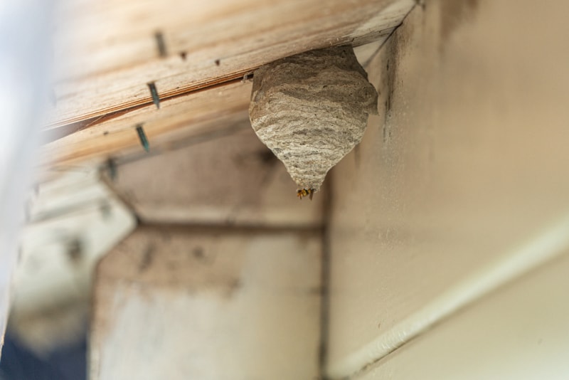 Un nid de guêpes est accroché à l'avant-toit d'une maison.