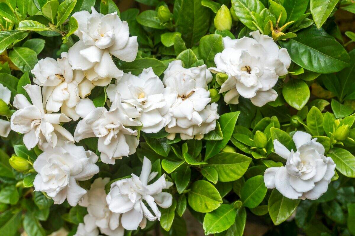 Plante de gardénia avec de multiples fleurs blanches.