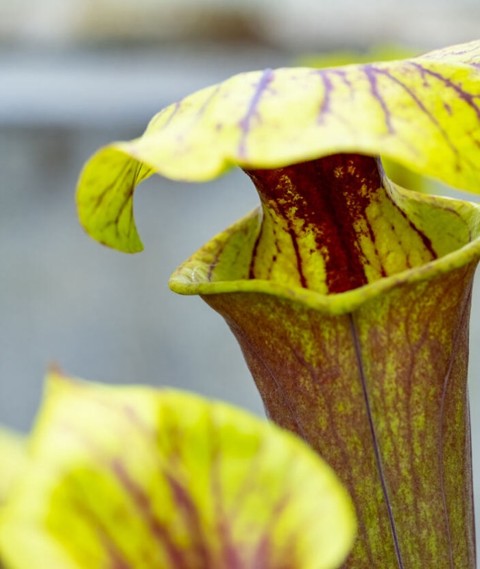 Gros plan de pichets verts et rouges sur une plante carnivore