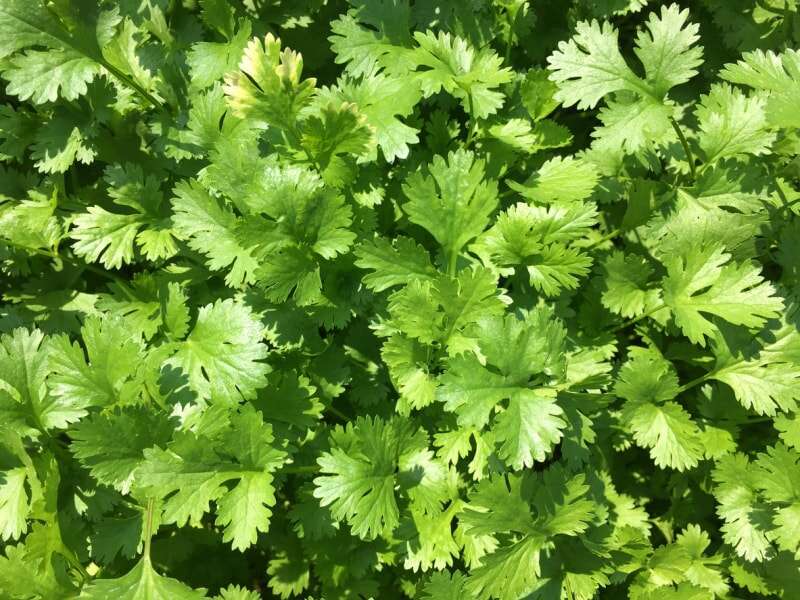 Les meilleures herbes à cultiver en intérieur