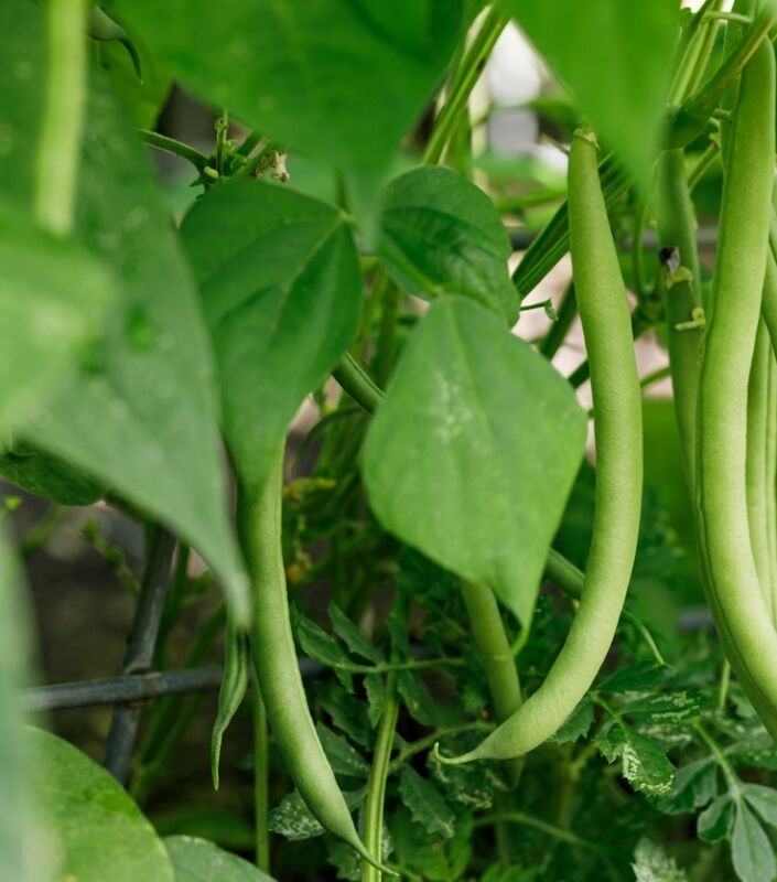 Plante avec haricots verts et fleurs.