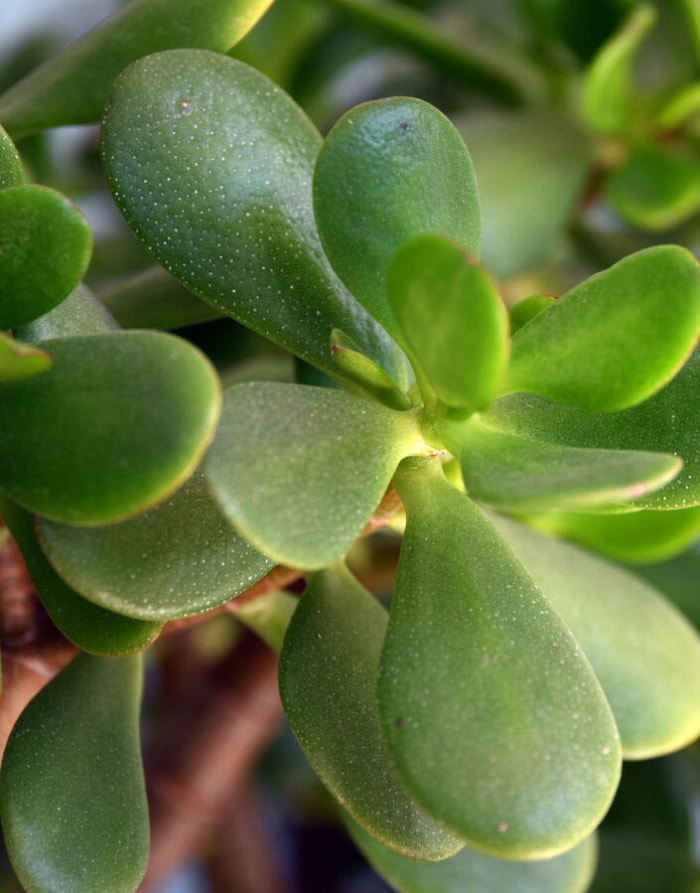 Crassula ovata (Mill.) Druce - communément appelée plante de jade, plante porte-bonheur, plante à monnaie, arbre à argent ou encore plante à caoutchouc japonaise - plante succulente originaire d'Afrique australe, Crassula ovata pousse comme un arbuste persistant, érigé, arrondi, à tige épaisse et fortement ramifié, et atteint une hauteur allant jusqu'à 2,5 mètres. La base est généralement peu ramifiée. Parfois, une seule tige principale jusqu'à 6 centimètres de diamètre se forme. Les pousses succulentes sont gris-vert. L'écorce des rameaux plus anciens se détache en bandes horizontales brunâtres.