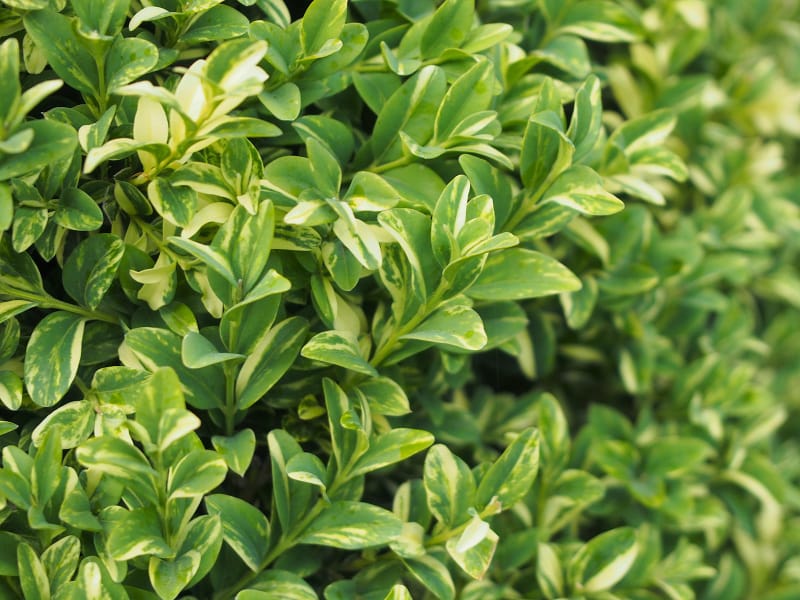 Buxus sempervirens 'Variegata'