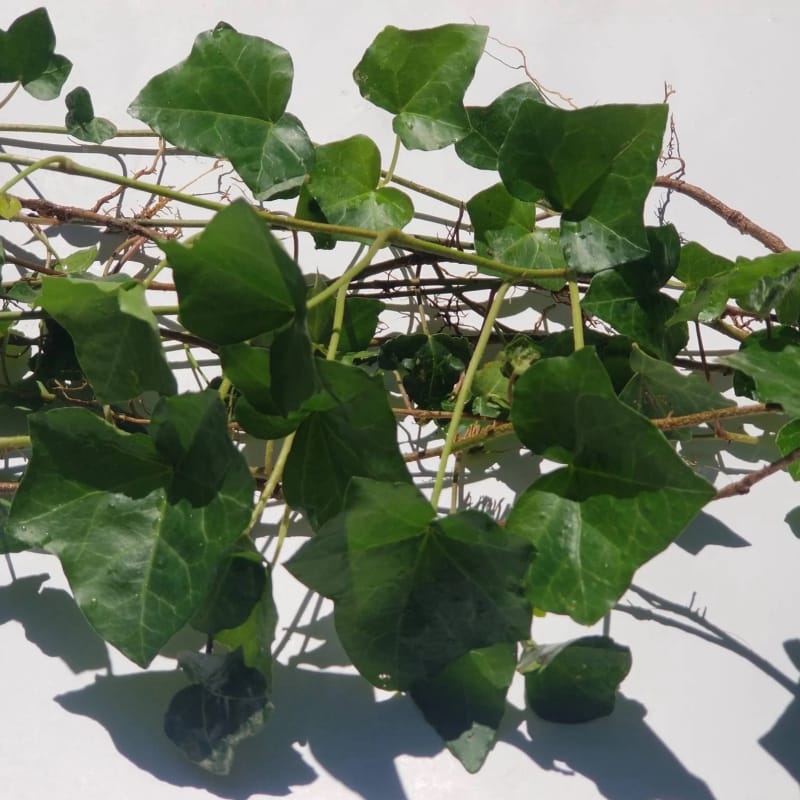 soin des plantes de lierre boutures de lierre