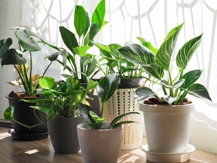 iStock-1352169049 soins à domicile pothos sur table en bois.