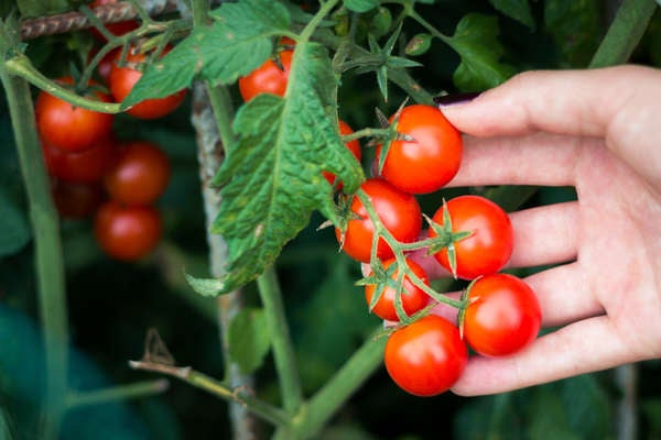 istok_patio_plants_tomates cerises