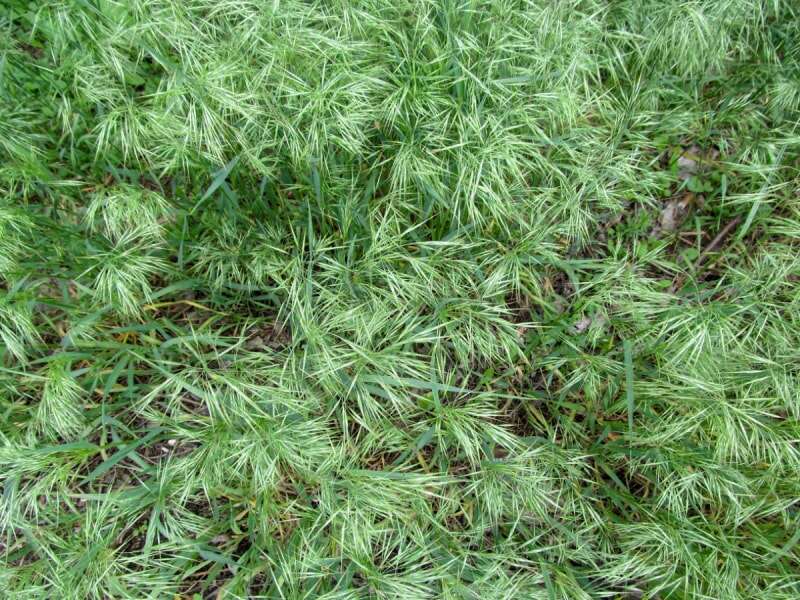 Cheatgrass vert