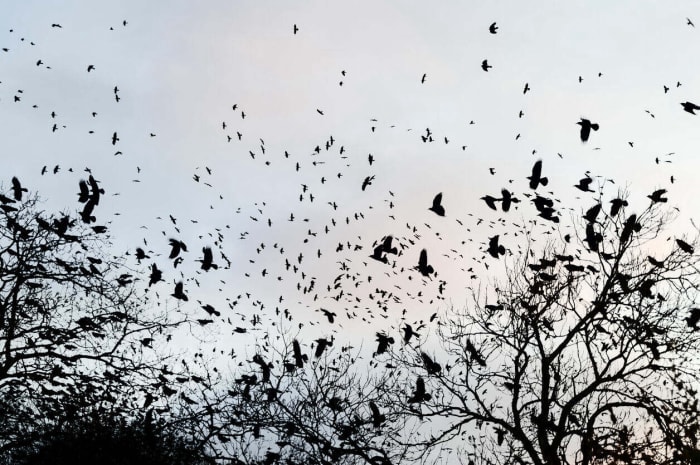 Corbeaux se rassemblant dans les arbres nus des forêts au crépuscule en hiver