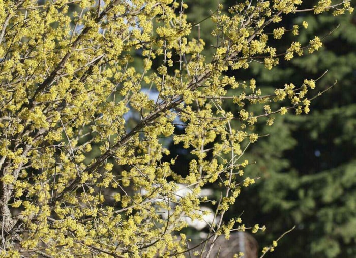 25 façons de profiter de votre jardin cet hiver