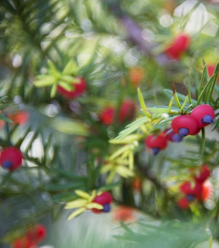 Plante d'if avec des baies rouges.