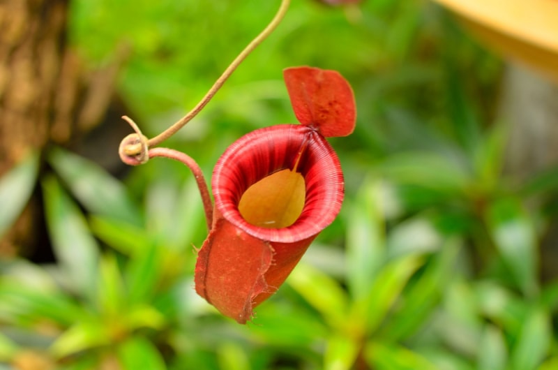 soins de la plante carnivore - gros plan de la carnivore