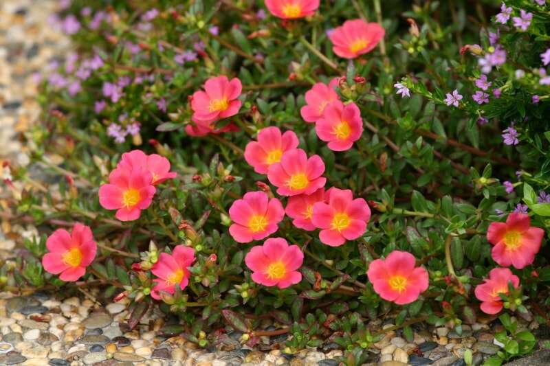 Fleurs de Sun Jewel (pourpier, pourpier, rose mousse) d'un rose pêche vif et vibrant, envahissant le chemin de jardin pavé de galets