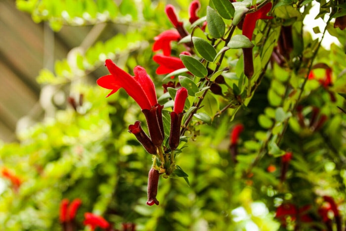 Plante de rouge à lèvres poussant à l'extérieur avec plusieurs fleurs.