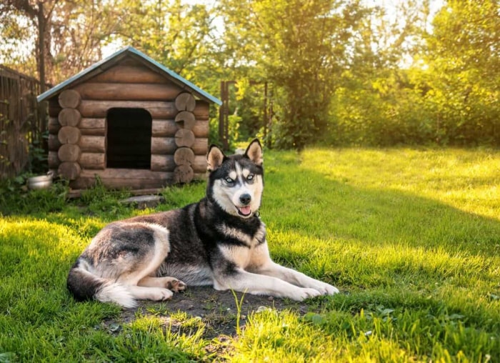 15 idées de niches pour chien à faire soi-même pour votre ami à quatre pattes