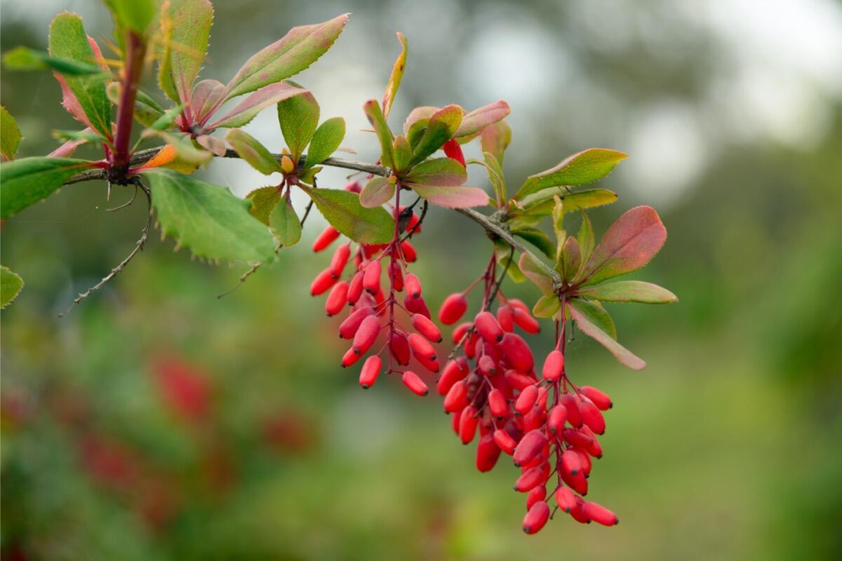 plantes indigènes