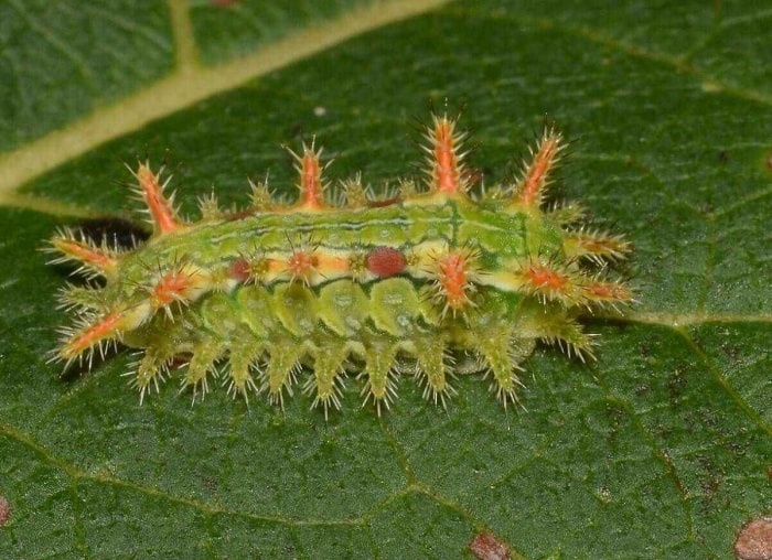 8 chenilles urticantes que tous les jardiniers amateurs devraient connaître