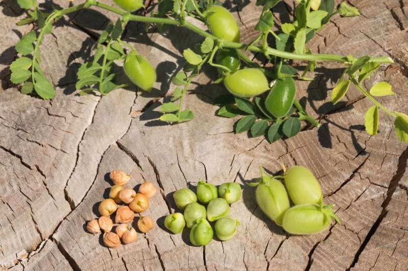 Une branche d'une plante de pois chiche repose sur une souche d'arbre, et à côté de la plante se trouvent des gousses de pois chiches, des graines et des pois chiches.