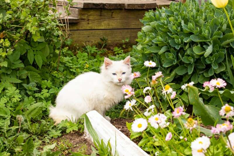 chaton blanc duveteux dans le jardin allongé sur un parterre de fleurs avec des fleurs roses et blanches