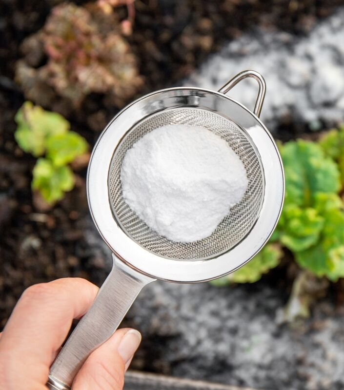 façons gratuites de démarrer un jardin - utiliser du bicarbonate de soude autour des plantes