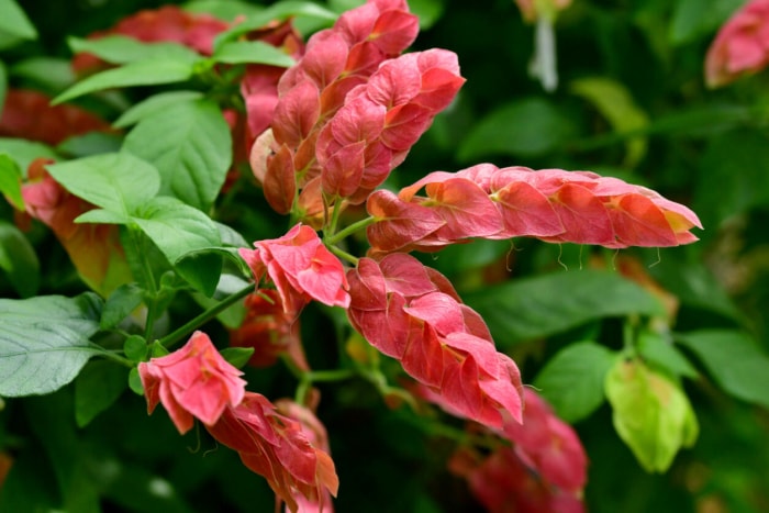 La plante crevette rouge pousse à l'extérieur.