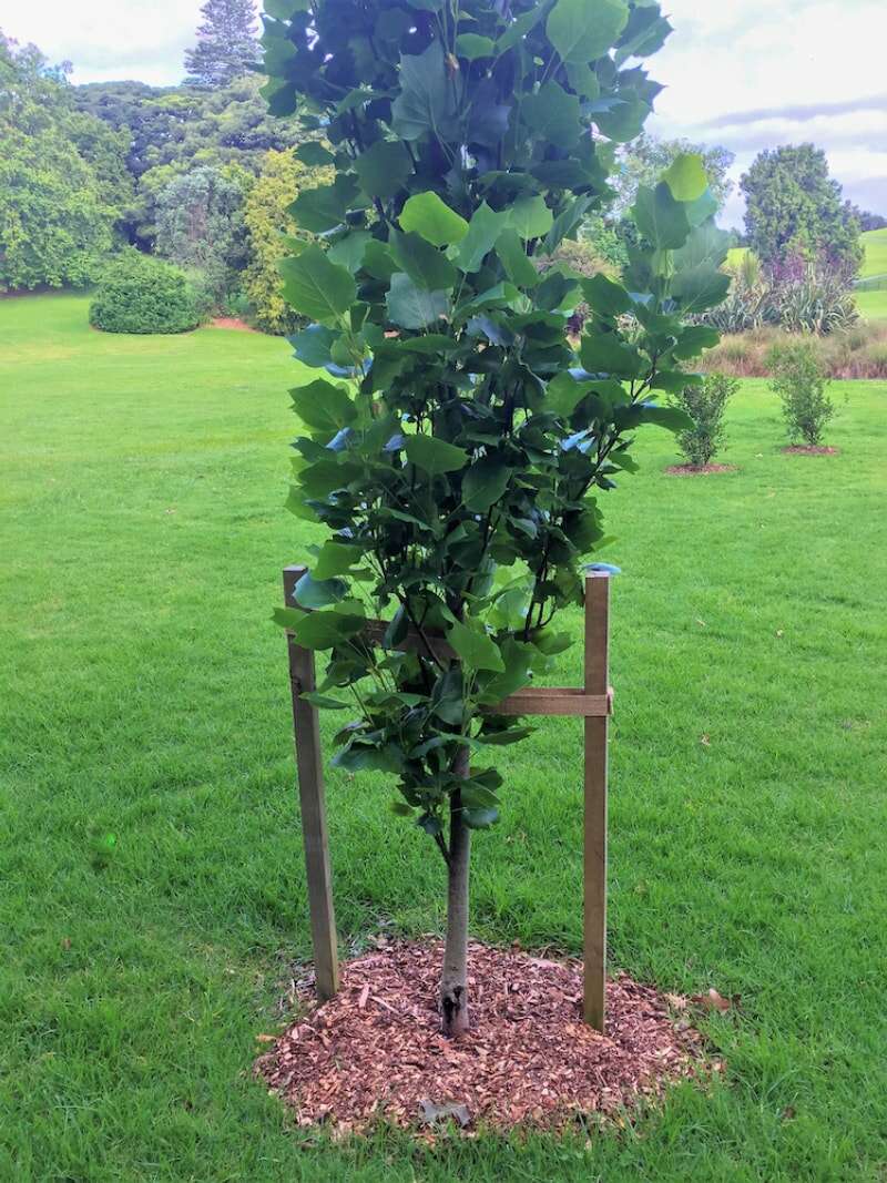 Un petit arbre attaché entre deux piquets.