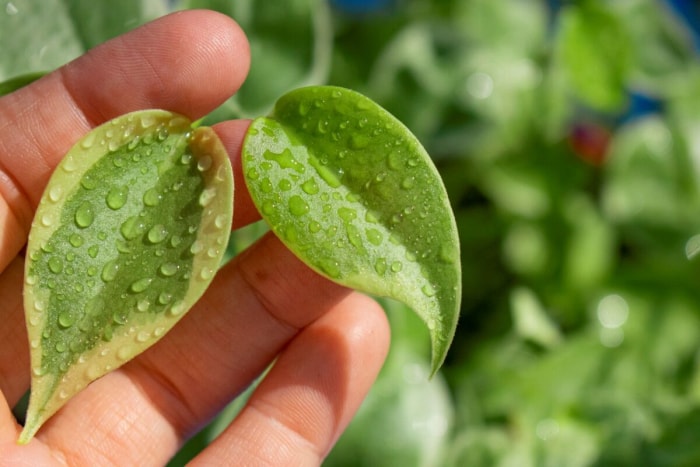 plantes panachées - feuilles se tenant par la main