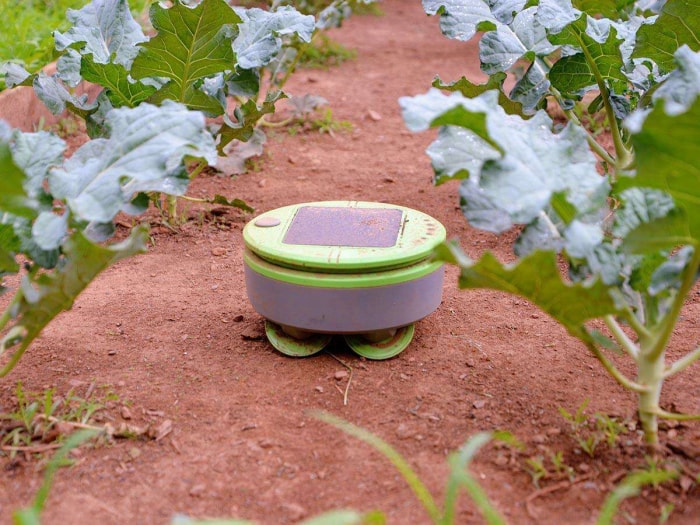 Le robot de désherbage Tertill dans un jardin sur une parcelle de terre sans mauvaises herbes pendant les essais.