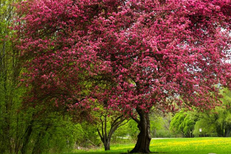 meilleurs arbres pour le jardin pommier à fleurs en fleurs magenta