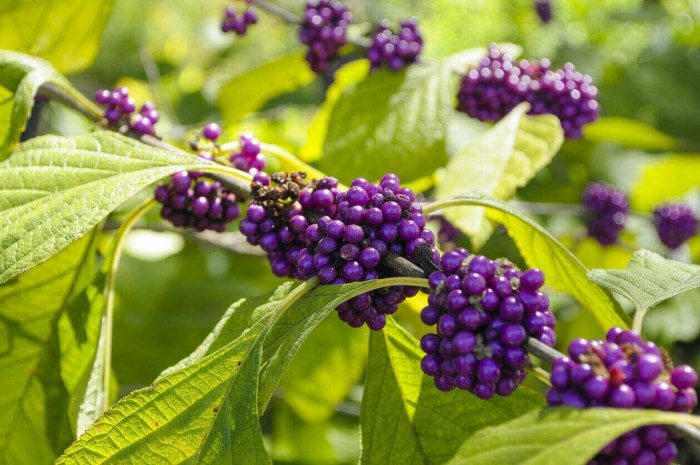 plantes qui éloignent les moustiques