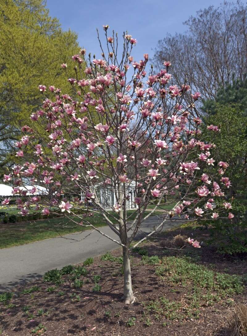 meilleurs arbres pour le magnolia soucoupe de jardin en fleur avec des fleurs roses