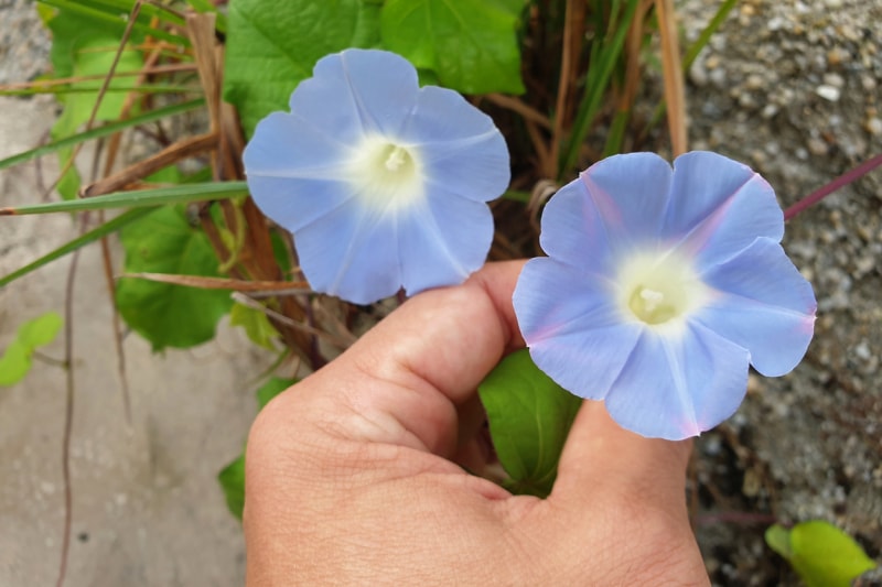 iStock-1264941759 morning glory care Gros plan sur des ipomées bleues fleurissant à l'extérieur