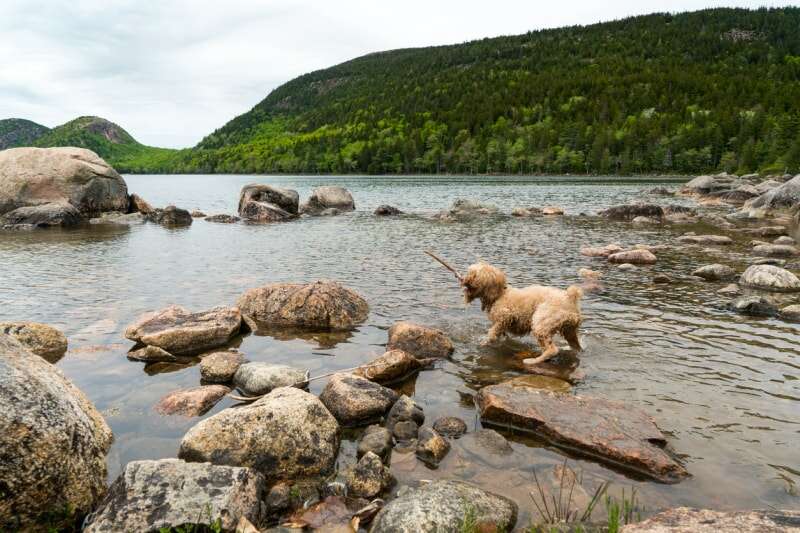 chien jouant avec un bâton sur des rochers dans la partie peu profonde d'un grand lac avec une forêt au loin