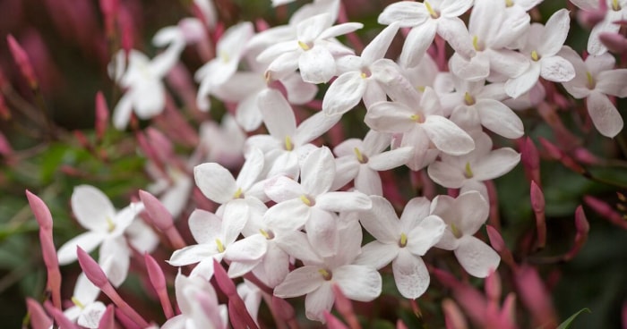 Un petit bouquet de fleurs de jasmin en floraison hivernale avec des boutons roses.