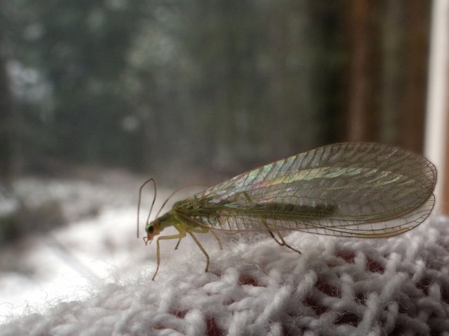 insectes qui ressemblent à des termites