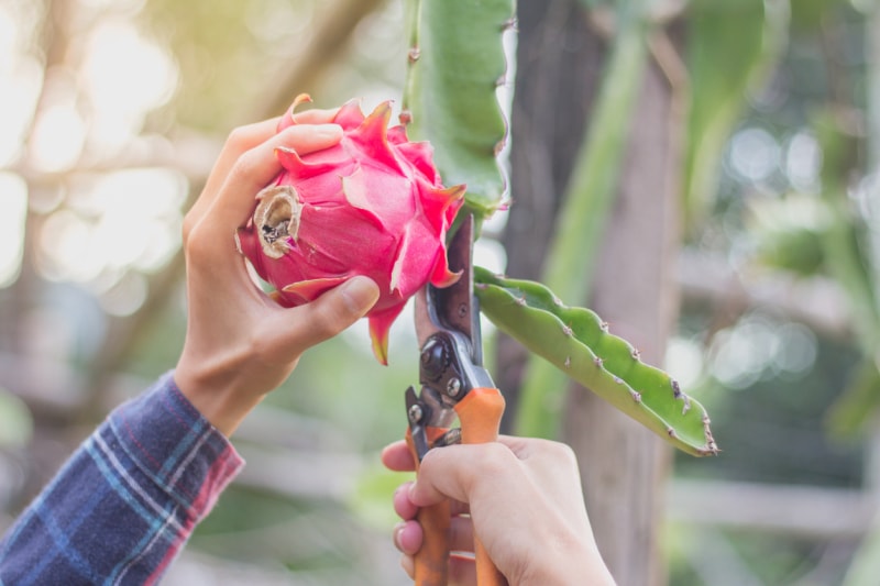 Propagation d'une plante de fruit du dragon avec des ciseaux à oranger.