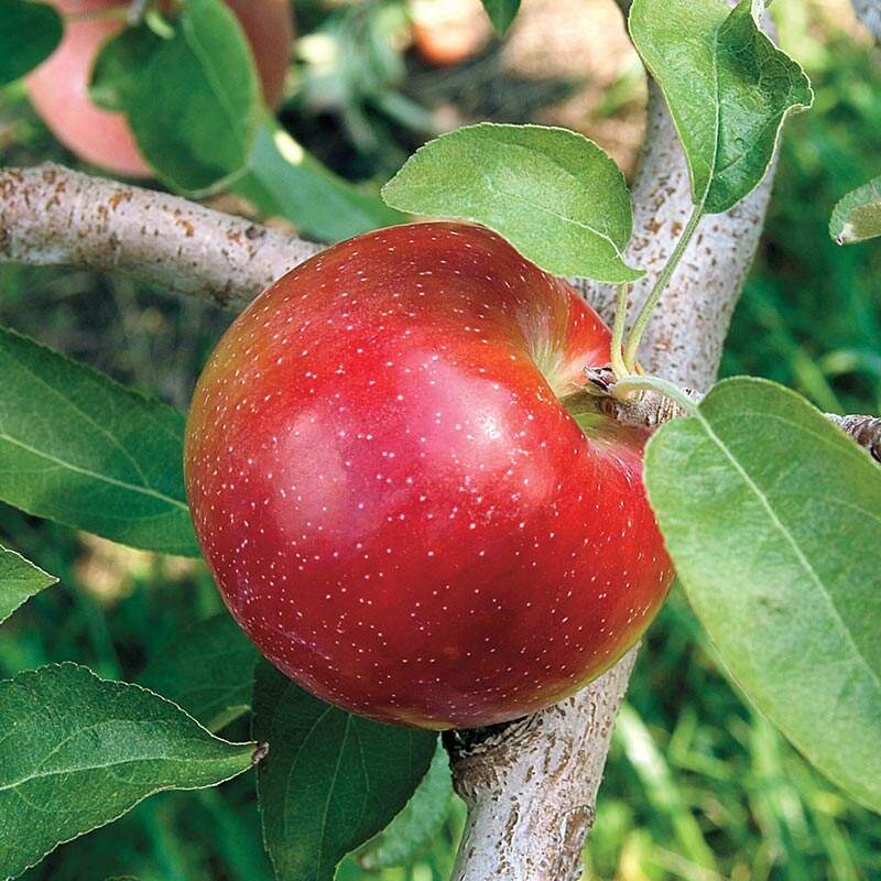 Pommes résistantes à la maladie de Gurneys Pommier Liberty sur un arbre