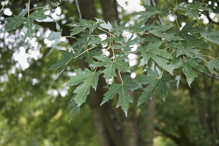 meilleurs arbres pour l'arrière-cour érable argenté gros plan des feuilles