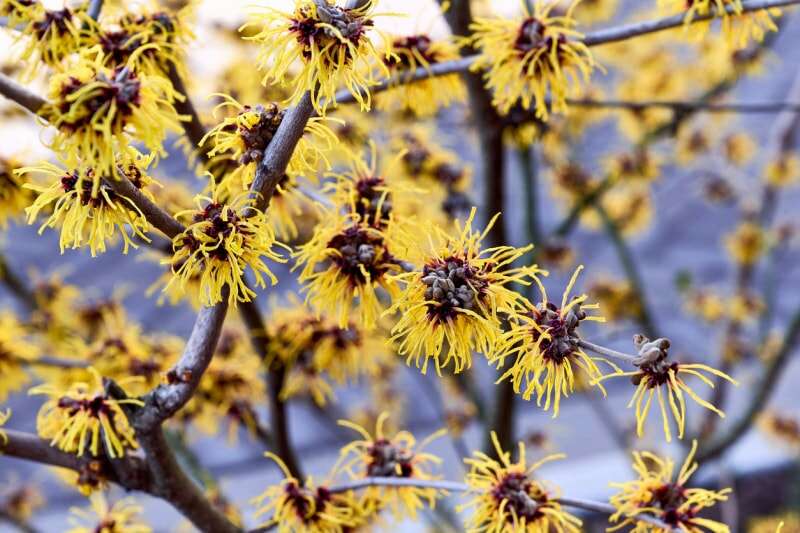 branches d'hamamélis américain avec des fleurs filandreuses jaunes contre le ciel bleu