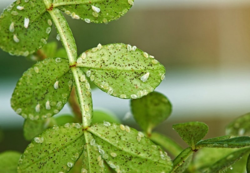 Nuisibles aux plantes d'intérieur - Les mouches blanches