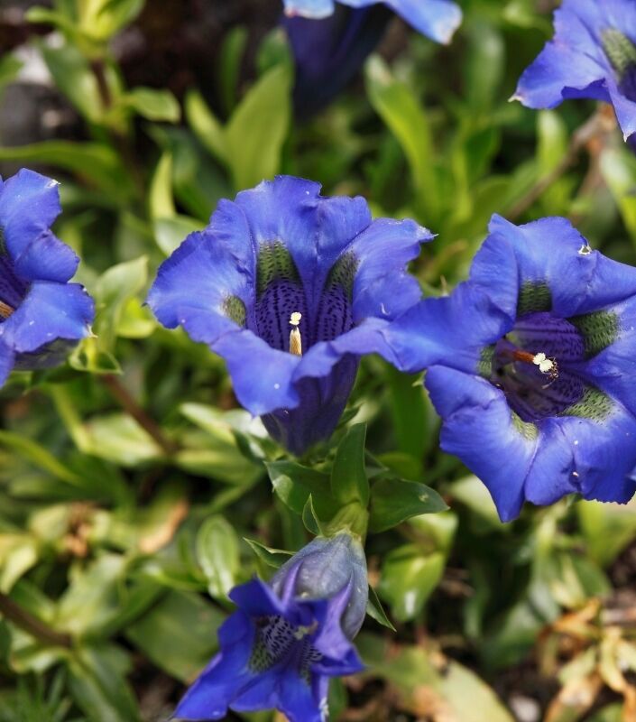 Plusieurs fleurs bleues poussant dans le jardin.