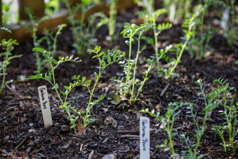 Des plants de pois chiches poussent dans un parterre de jardin avec des étiquettes nominatives à côté d'eux.