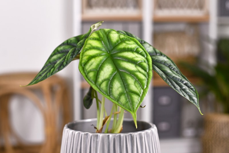 Alocasia care