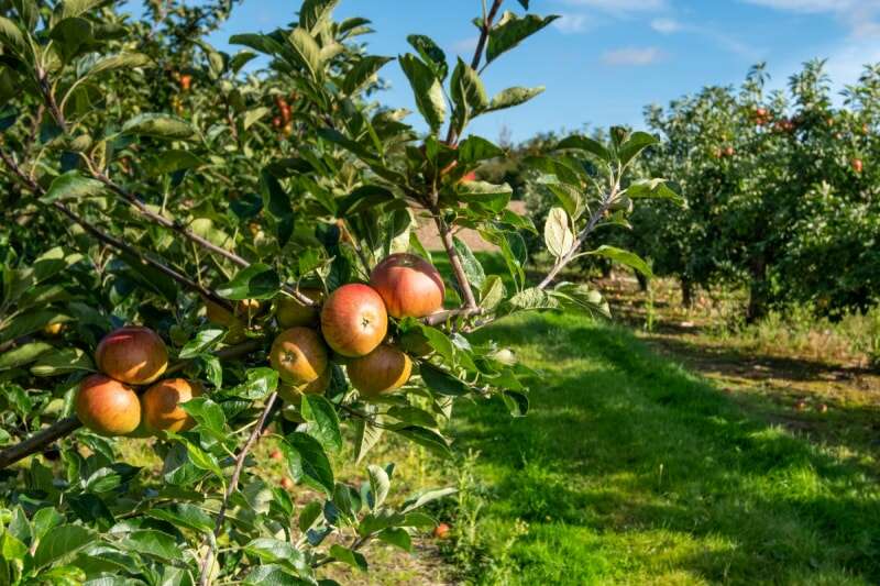 Vue de pommiers avec de nombreux fruits sur les branches.