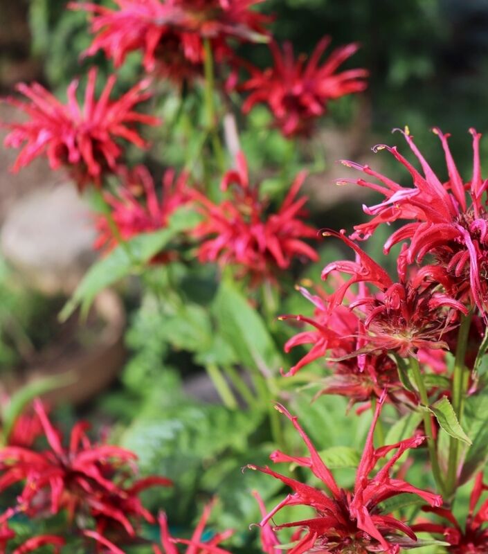 Plante à fleurs rouges.