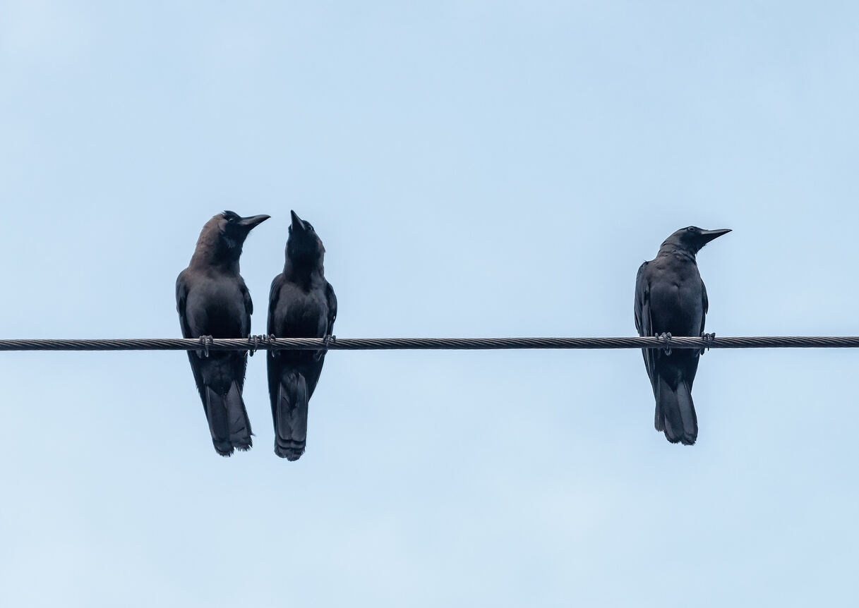 trois corbeaux sur le câble électrique