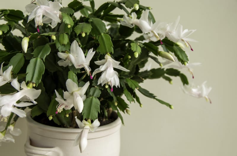 Gros plan d'un cactus de Thanksgiving en pot avec des fleurs blanches