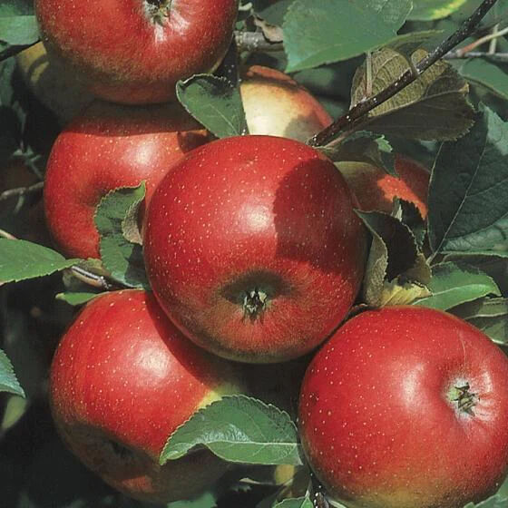 Racines de pommes résistantes aux maladies des fruits Pommes Freedom sur l'arbre