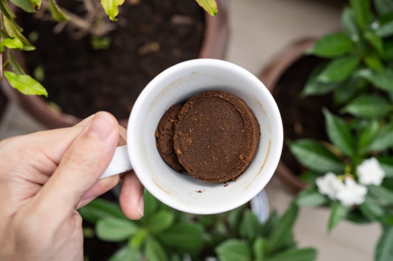 des façons gratuites de démarrer un jardin - du marc de café dans une tasse sur des plantes