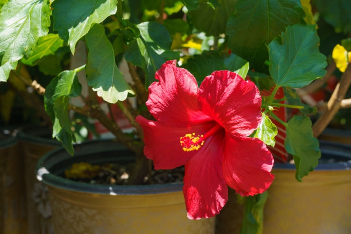 Hibiscus tropical rouge poussant dans une grande jardinière.